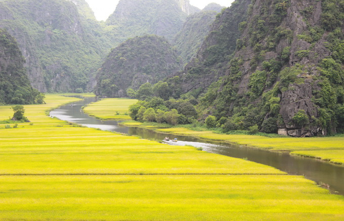 Mùa vàng trên Ngô Đồng giang