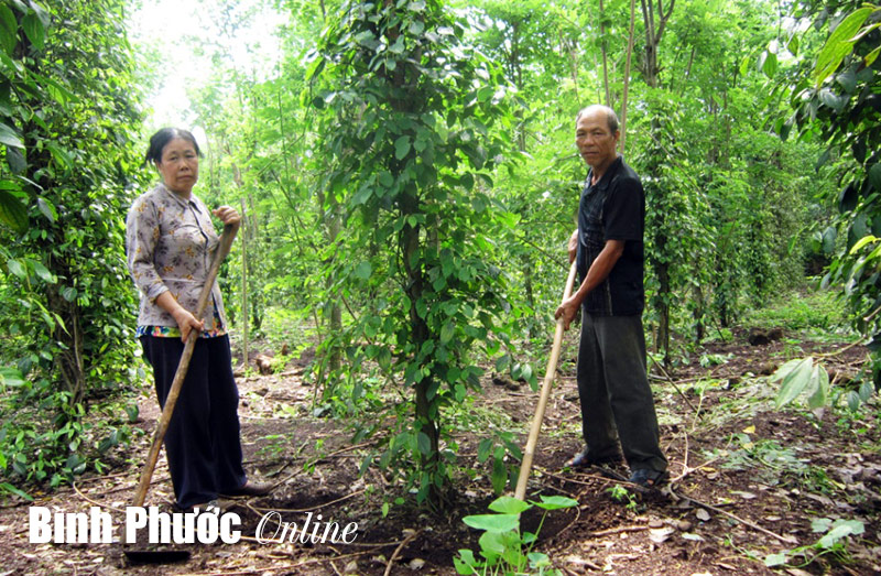 Phát huy hiệu quả Câu lạc bộ gia đình bền vững