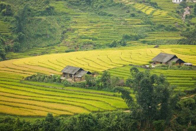 Ngải Thầu mùa lúa chín