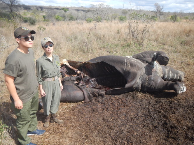 Ca sĩ Hồng Nhung và ca sĩ Hà Anh Tuấn bàng hoàng bên cạnh xác tê giác ở Nam Phi - Ảnh: Hồng Nhung cung cấp