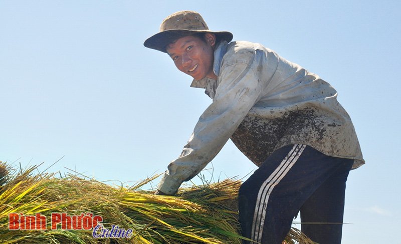 Niềm vui ngày mùa.