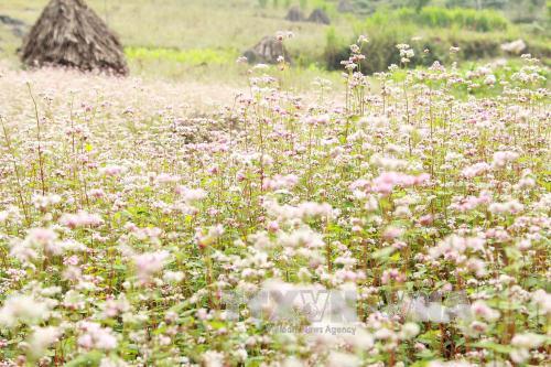 Đắm mình cùng sắc hoa tam giác mạch Hà Giang