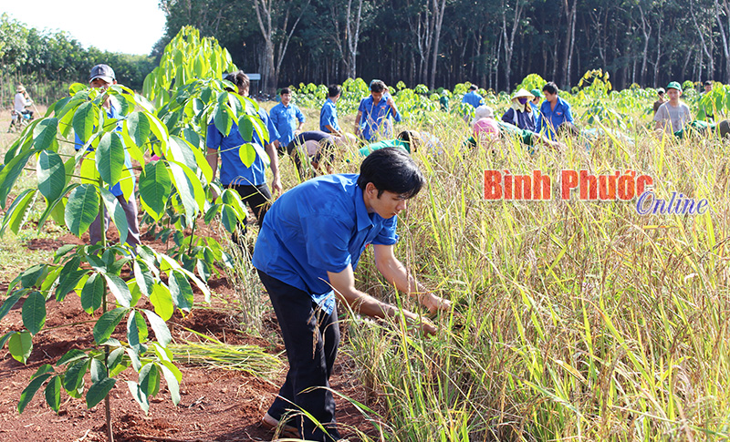 Đoàn viên thanh niên nông trường thu hoạch lúa