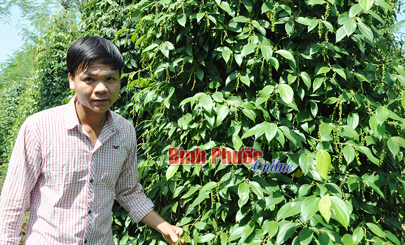 Phạm Thành Nam trong vườn tiêu xanh tốt của gia đình