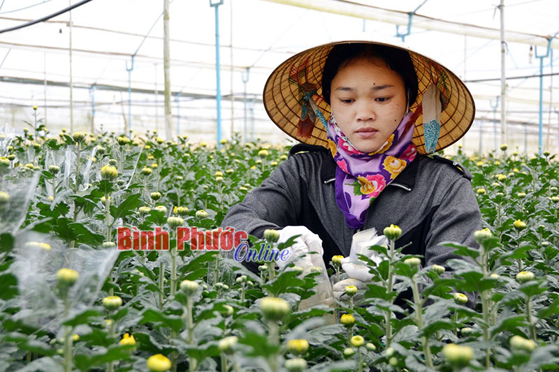 N&eacute;t đẹp của người trồng hoa ở l&agrave;ng hoa H&agrave; Đ&ocirc;ng