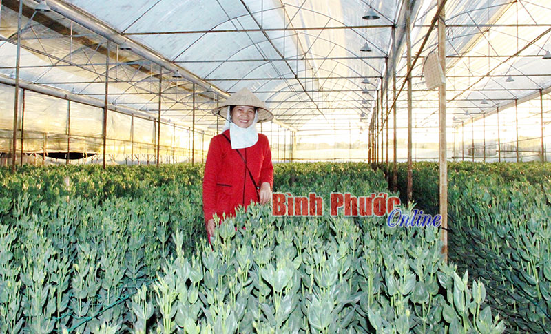 Những luống hoa c&aacute;t tường đang e ấp nụ