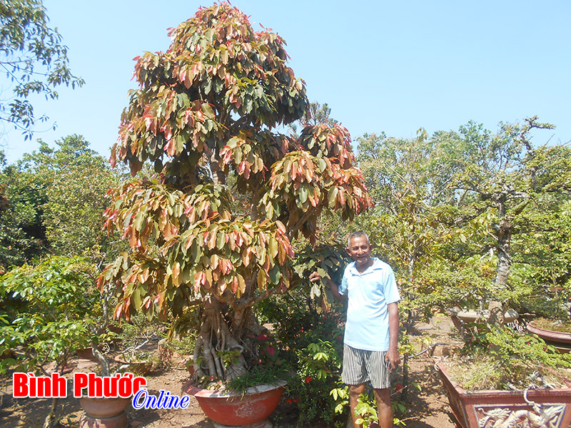 Cây đa lá đỏ đứng nguyên trong vườn nhà ông Tâm đã hơn 20 năm