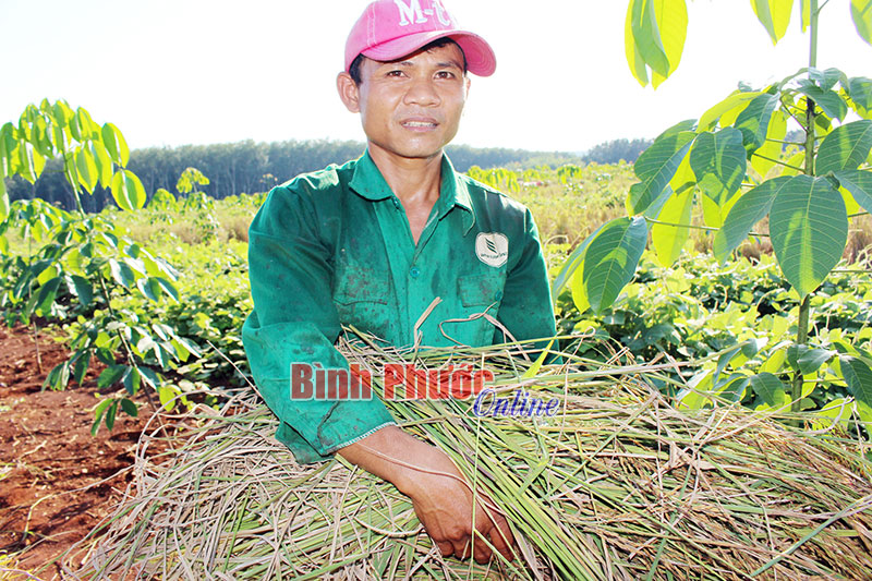 Anh Điểu Hây thu hoạch lúa của công trình thanh niên nông trường