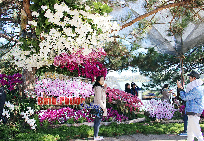 H&agrave;ng trăm giỏ lan trưng b&agrave;y tại Hồ Xu&acirc;n Hương (Đ&agrave; Lạt)