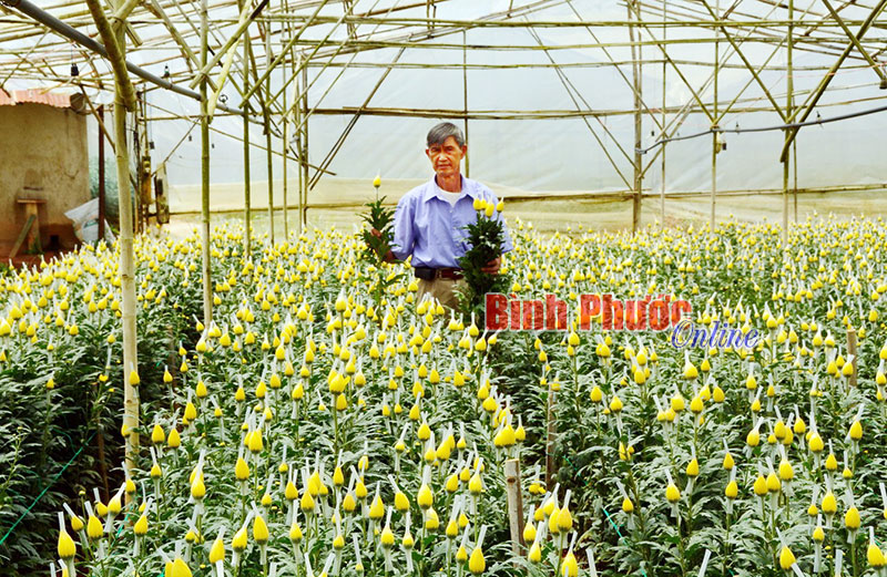 Nhưng vườn hoa c&uacute;c ở l&agrave;ng hoa H&agrave; Đ&ocirc;ng chờ xu&acirc;n