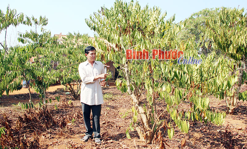 1,5 ha cà phê của gia đình ông Nguyễn Văn Đỏ ở ấp 8, xã Thanh Hòa đang chết khô vì thiếu nước tưới