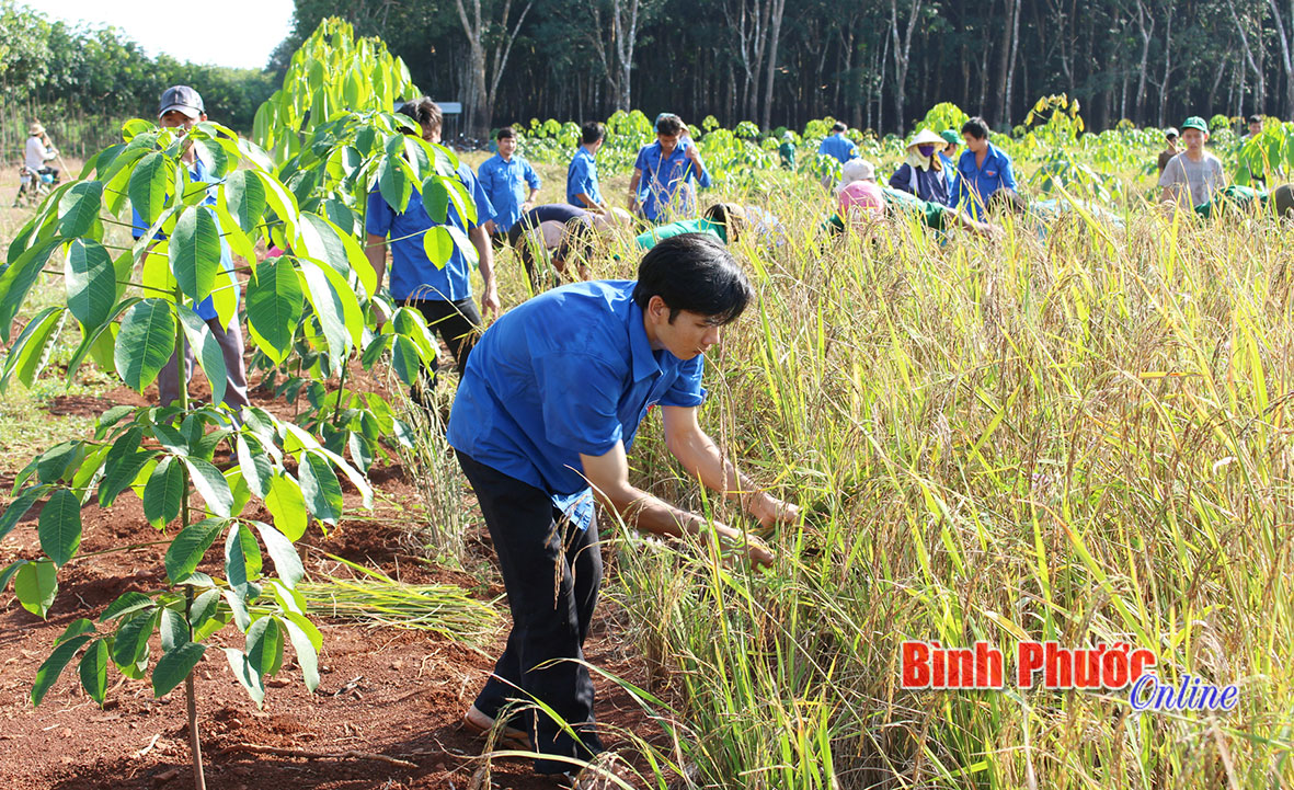 Đoàn viên thanh niên Nông trường Lợi Hưng, Công ty TNHH MTV cao su Bình Long thu hoạch lúa của công trình thanh niên