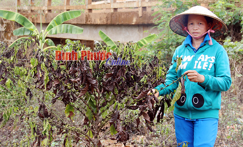 Hộ chị Hồ Thị Kim Thùy buồn bã vì không còn khả năng cứu vườn cà phê