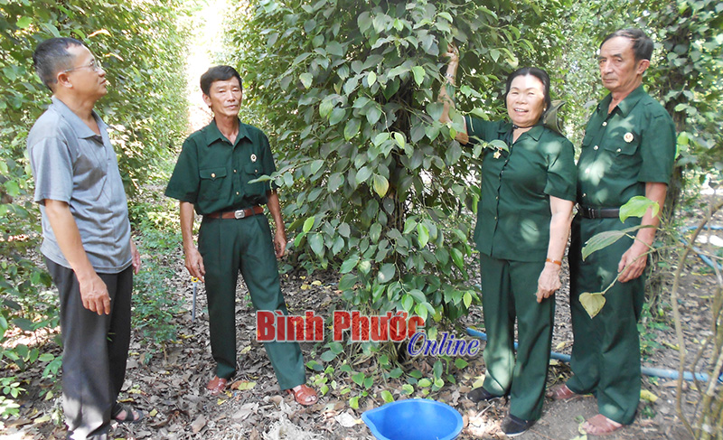 Hội viên Hội Cựu chiến binh xã Tân Lập tham quan vườn tiêu đạt năng suất cao của hộ nông dân trong xã
