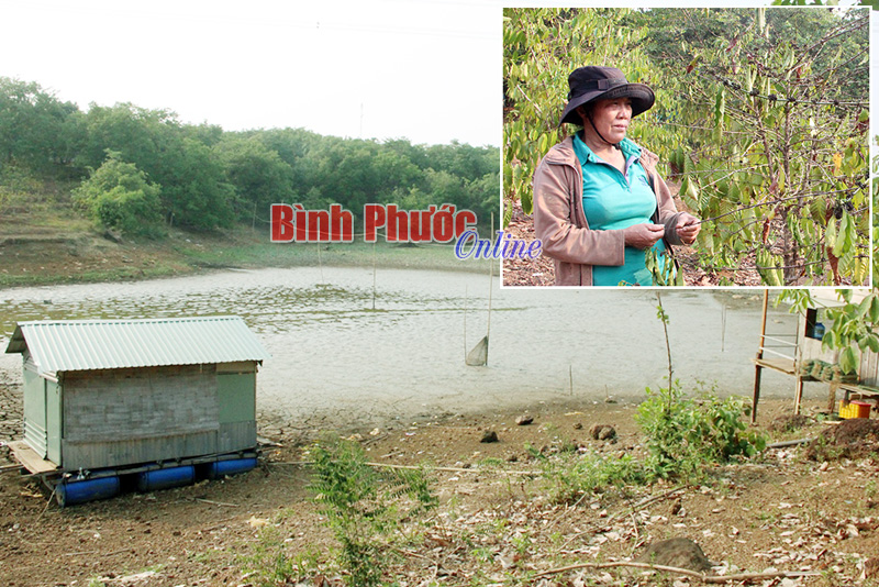 Hồ thôn 4 cạn vì nắng hạn và bơm nước tưới dưa (ảnh lớn). Ảnh nhỏ: Vườn cà phê của bà Hoa trồng ven hồ vẫn khô héo vì thiếu nước