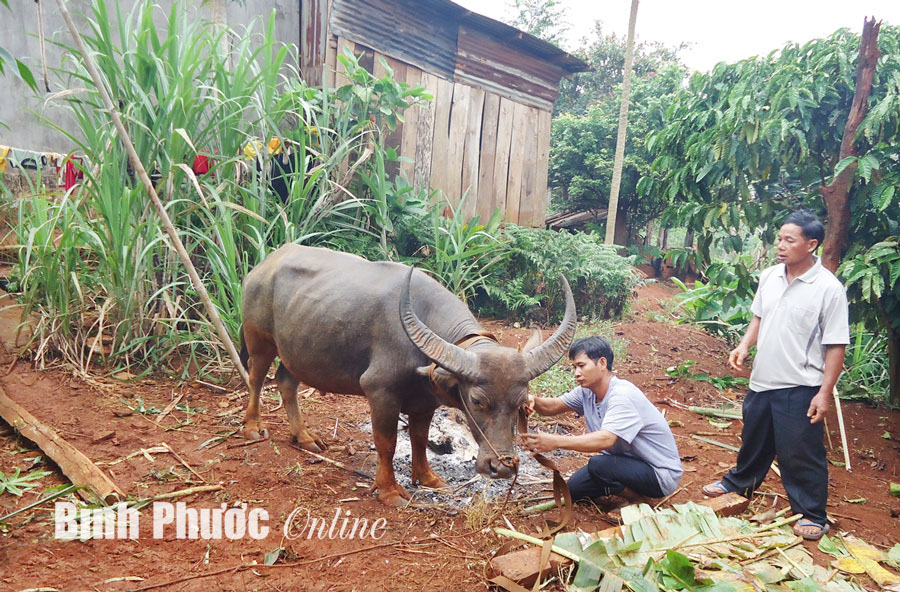 Mùa trả của, đáp lễ của đồng bào Xêtiêng ở Bình Phước