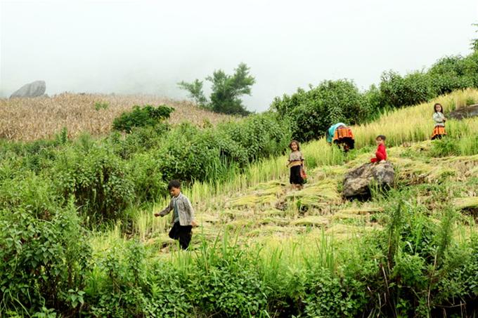 Trẻ em cũng đi gặt giúp gia đình - Ảnh: Châu Giang