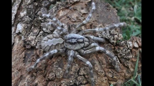 Loài nhện hổ (Poecilotheria) mới có tên khoa học là Poecilotheria rajaei, được phát hiện ở miền bắc Sri Lanka. Loài nhện mới có thước khoảng 20 cm, dọc theo chân và cơ thể có các sọc xám và vàng. Trước đây, nhện vốn thường sống trên cây, nhưng từ khi nạn phá rừng gia tăng làm hủy hoại môi trường tự nhiên, chúng bắt đầu di chuyển vào các tòa nhà cũ bị bỏ hoang.