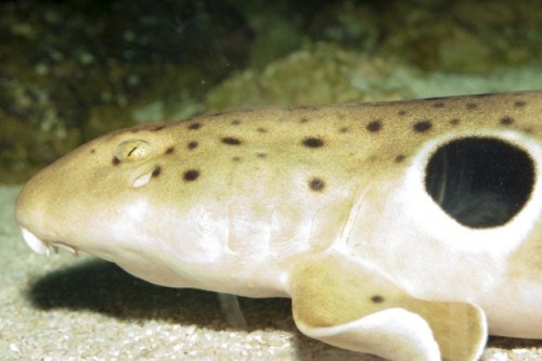 Các mập epaulette được phát hiện tại Indonesia, thường sống ở vùng nước cạn dưới đáy đại dương. Thay vì bơi, chúng 