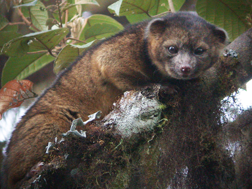 Olinguito là loài động vật có vú mới thuộc họ gấu trúc được Kristofer Helgen phát hiện vào tháng 8. Olinguito nặng trung bình khoảng 900 gram, thường ăn trái cây và côn trùng, sống trong các khu rừng của dãy núi Andes tại Ecuador và Colombia. Tên của chúng bắt nguồn từ tiếng Tây Ban Nha có nghĩa là 