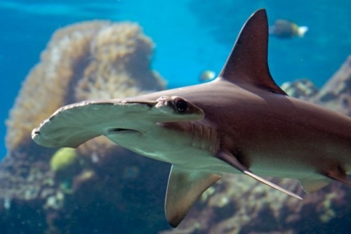 Cá mập đầu búa Carolina được phát hiện vào năm 2006 nhưng không được đặt tên chính thức cho đến tận năm nay. Loài cá mập được đặt tên theo khu vực phát hiện là vùng biển nam Carolina, Mỹ. Đặc điểm chính để phân biệt chúng với các loài cá mập khác là số lượng các đốt sống. Các nhà khoa học cho rằng loài cá mập này tồn tại phổ biến trên thế giới nhưng khó xác định vì thói quen di cư của chúng vẫn còn là một bí ẩn lớn. 