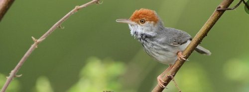 Chim chích Campuchia (Cambodia Tailorbird) là loài chim nhỏ, có một chùm màu đỏ da cam trên đầu, được phát hiện tại thủ đô Phnom Penh. Tên gọi Tailorbird xuất phát từ mức độ tỉ mỉ khi những con chim tự dệt những chiếc lá lại với nhau để xây tổ. Loài chim này có bề ngoài khá giống với các loài chim chích thông thường, tuy nhiên sau khi nghiên cứu lông, ADN và tiếng hót, các nhà khoa học kết luận đây là một loài chim chích mới. Chim chích Campuchia hiện nằm trong danh sách các loài động vật bị đe dọa vì môi trường sống của chúng đang bị thu hẹp dần.