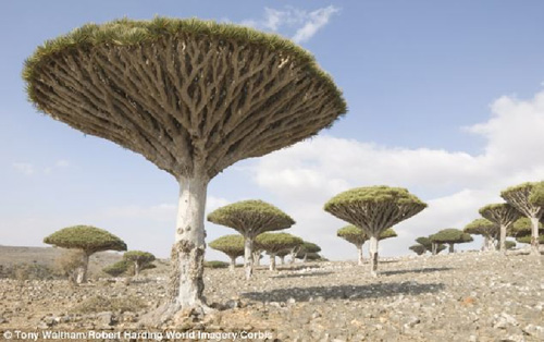Đảo Socotra kỳ lạ  d