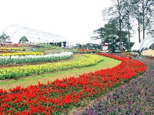 Làng hoa Đà Lạt đang hối hả chuẩn bị cho Festival