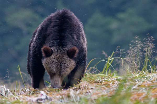 Là một trong những khu rừng ôn nhiệt đới còn nguyên vẹn lớn nhất trên thế giới, Great Bear trải dài từ British Columbia (Canada) tới tận Alaska (Mỹ). Khu rừng là ngôi nhà của rất nhiều các loài quý hiếm như gấu xám Bắc Mỹ, gấu đen, báo sư tử, chó sói. Thực vật ở Great Bear cũng có nhiều loài 1.000 tuổi và cây cao 90 m thì vô số.