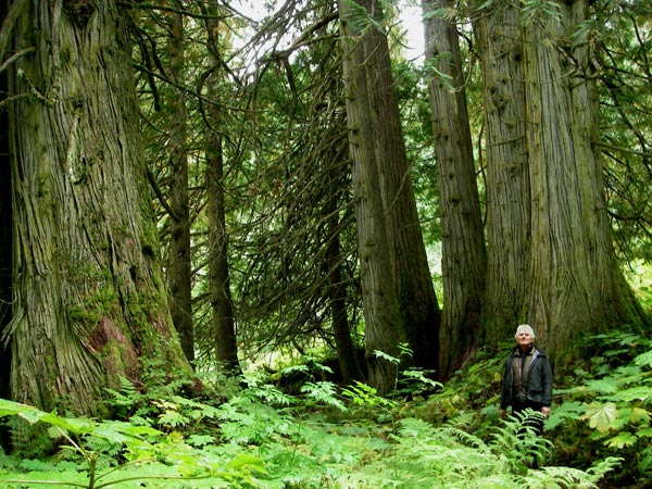 Phần lớn các khu rừng nhiệt đới này nằm ở trung tâm British Columbia, cách biển 1.000 km về phía tây với các loài thực vật vô cùng quý hiếm được bảo vệ nghiêm ngặt. Một số cây còn có tuổi thọ hơn 1.000 năm tuổi.