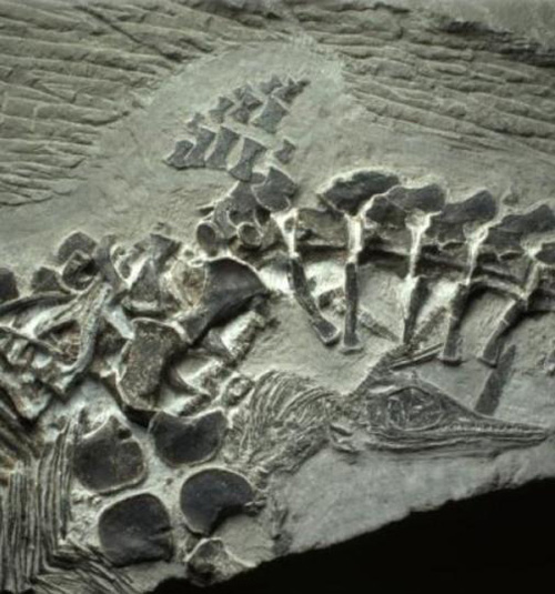 Hóa thạch của loài bò sát biển cổ đại