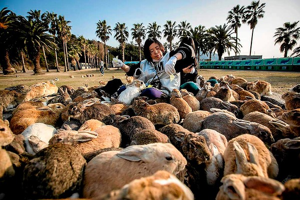 1. Đảo Okunoshima,ữngbứcảnhđẹpdulịchtuầ<strong>kết quả trận utrecht</strong> Nhật Một du khách đang cho thỏ ăn tại đảo Okunoshima - đảo nổi tiếng bởi số có thỏ nhiểu.