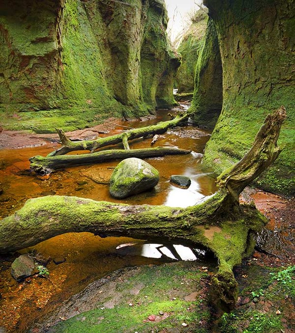 Các bức tường đá bazan ở hẻm núi Finnich, Scotland này là nhà của nhiều loại thực vật đa dạng như rêu, địa y, dương xỉ...