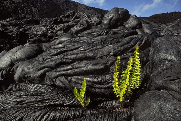 Hình ảnh một nhánh dương xỉ mọc lên trên dung nham đã nguội trong công viên núi lửa ở Hawaii, Mỹ. Theo thời gian, dung nham và tro bụi núi lửa sẽ phân hủy và biến vùng đất thành những nơi sinh sống lý tưởng cho các loài cây.