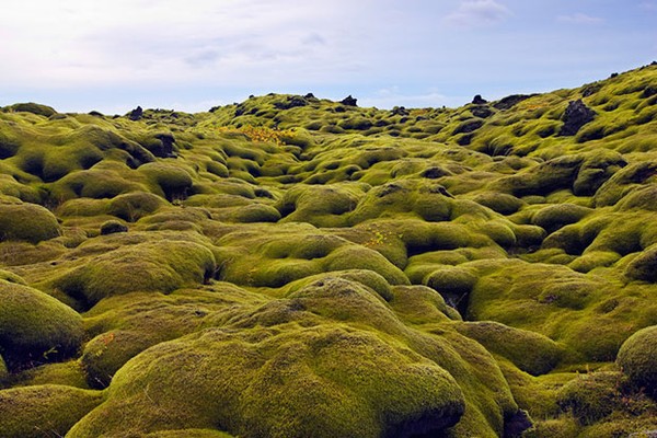 Thảm thực vật bao quanh những tàn dư dung nham tại thị trấn Kirkjubaejarklaustur, Iceland.
