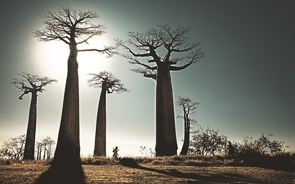 Hình ảnh những hàng cây baobap lừng lững ở Madagascar khiến người xem liên tưởng đến những gã khổng lồ. Nhưng ít ai biết rằng, mỗi cây baobap có thể trữ lượng được đến 300 lít nước, cho phép cây sống tốt trong thời gian dài mà không có mưa.