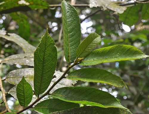 Antiaris toxicaria. Ảnh: Wikipedia.