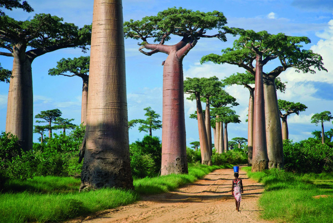 Con đường cây baobab tuyệt đẹp ở Menabe dành cho những người hâm mộ bộ phim 