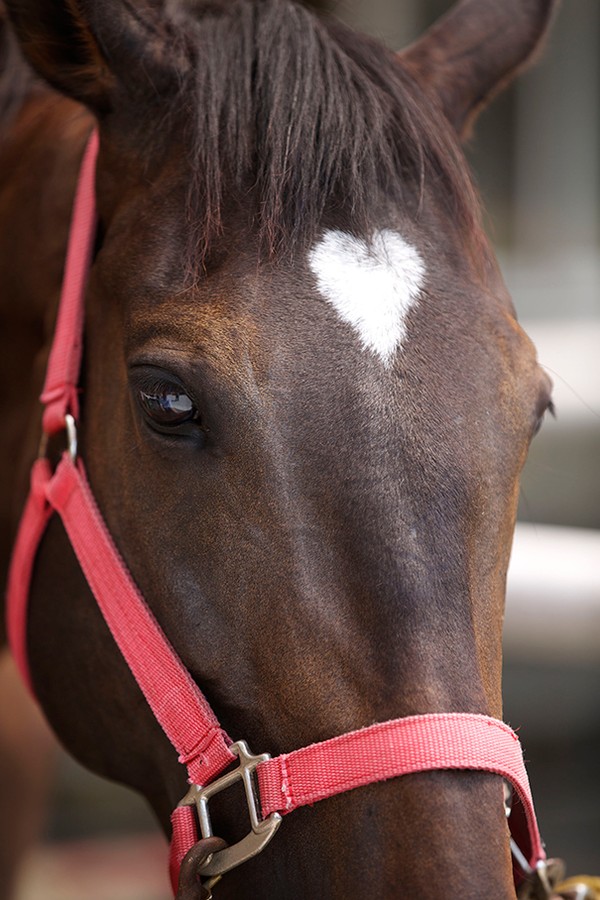 Khuôn mặt của chú ngựa dường như gây ấn tượng mạnh hơn nhờ vết bớt hình trái tim tuyệt đẹp.
