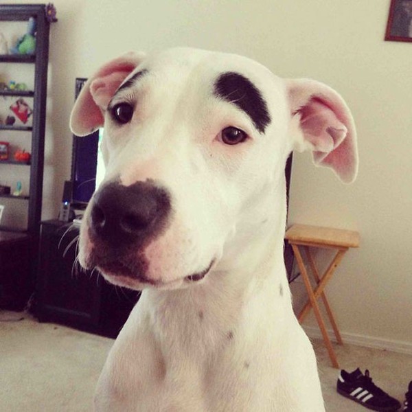 Hai vết bớt màu đen nằm đúng tại vị trí trên hai con mắt của cô chó Penny giống như đôi lông mày. Nó là thú cưng của user Beard_Hero, một thành viên của trang mạng xã hội Reddit.