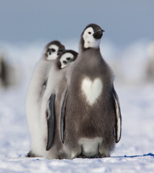 Chú chim cánh cụt với vết bớt hình trái tim cân đối nằm giữa ngực.