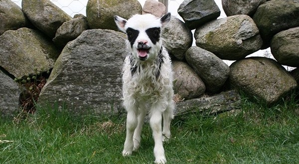 Sở dĩ chú cừu này được chủ nhân đặt tên là Batlam là vì vết bớt lông màu đen nằm ở đôi mắt trông rất giống với phong cách trang điểm của rocker Batlam. 