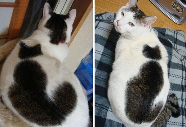 Vết bớt có hình dáng giống như một chú mèo đen đang nằm trên thân của chú mèo trắng.