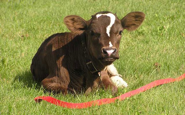 Quessy là con bò cái thuộc giống bò Thụy Sĩ. Vết bớt dấu hỏi trên khuôn mặt nó được xem là độc đáo nhất từ trước tới giờ.