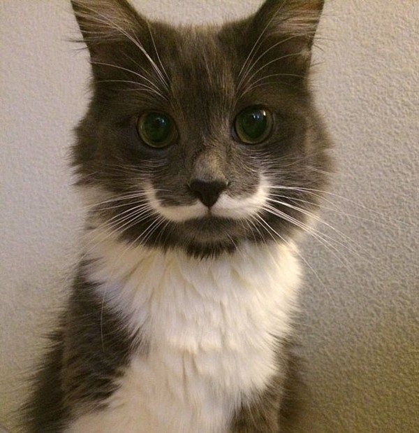 Ngoài bộ râu thật của mình ra, chú mèo Hamilton còn sở hữu vết bớt hình bộ râu vểnh cũng 