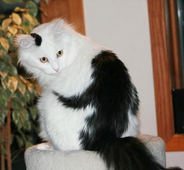 Vết bớt màu đen trông như một con sóc đang ôm chầm lấy chú mèo trắng.