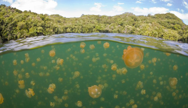 Hồ sứa nổi tiếng ở Cộng hòa Palau là một trong 70 hồ nước mặn trên quần đảo nam Thái Bình Dương này. Loài có số lượng nhiều nhất trong hồ là sứa vàng. Khi bình minh lên, hàng đàn sứa với nhiều kích cỡ khác nhau sẽ di chuyển dọc theo bờ phía tây của hồ. Độc tố có trong sứa không đủ độc để gây hại cho người, vì vậy du khách có thể bơi lội ở đây.