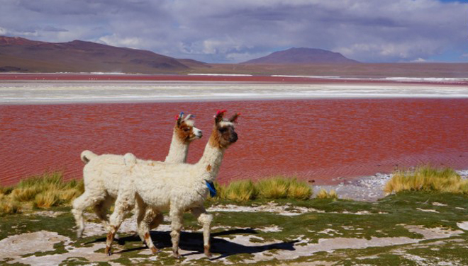 Laguna Coloradal là hồ nước có màu sắc kỳ lạ ở Bolivia. Màu đỏ của nước hồ được cho là xuất phát từ một loại tảo đỏ, sinh vật phù du và các loài vi sinh vật khác.