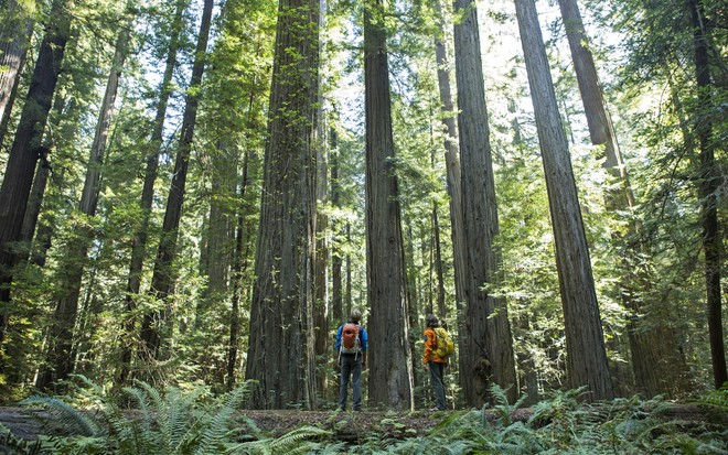 Sở hữu những cây gỗ đỏ có thể đạt chiều cao tối đa đến 100 m, khu rừng ở California, Mỹ khiến du khách không khỏi choáng ngợp trước một không gian bao la với vô số thân cây khổng lồ đã tồn tại suốt 2.000 năm.