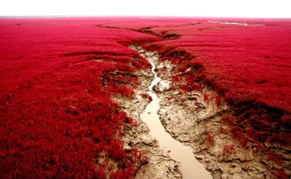 Tháng 9 là thời điểm tốt nhất để thưởng ngoạn bãi biển Đỏ tuyệt đẹp này.Khi thủy triều rút xuống cũng là lúc thảm cỏ hoàn toàn lộ thiên. Đầm lầy cỏ biển rộng tới 100 km2 này chỉ trở nên ngoạn mục khi biến thành một màu đỏ rực lửa.